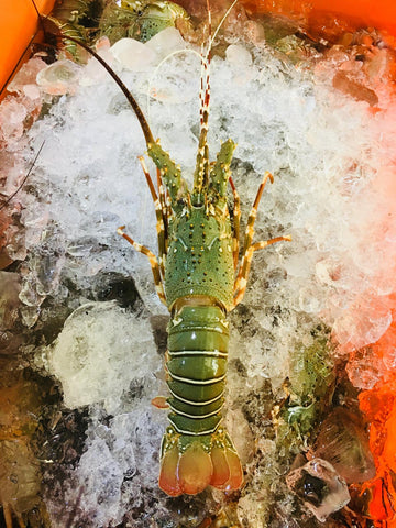 Indian Lobster – Whole